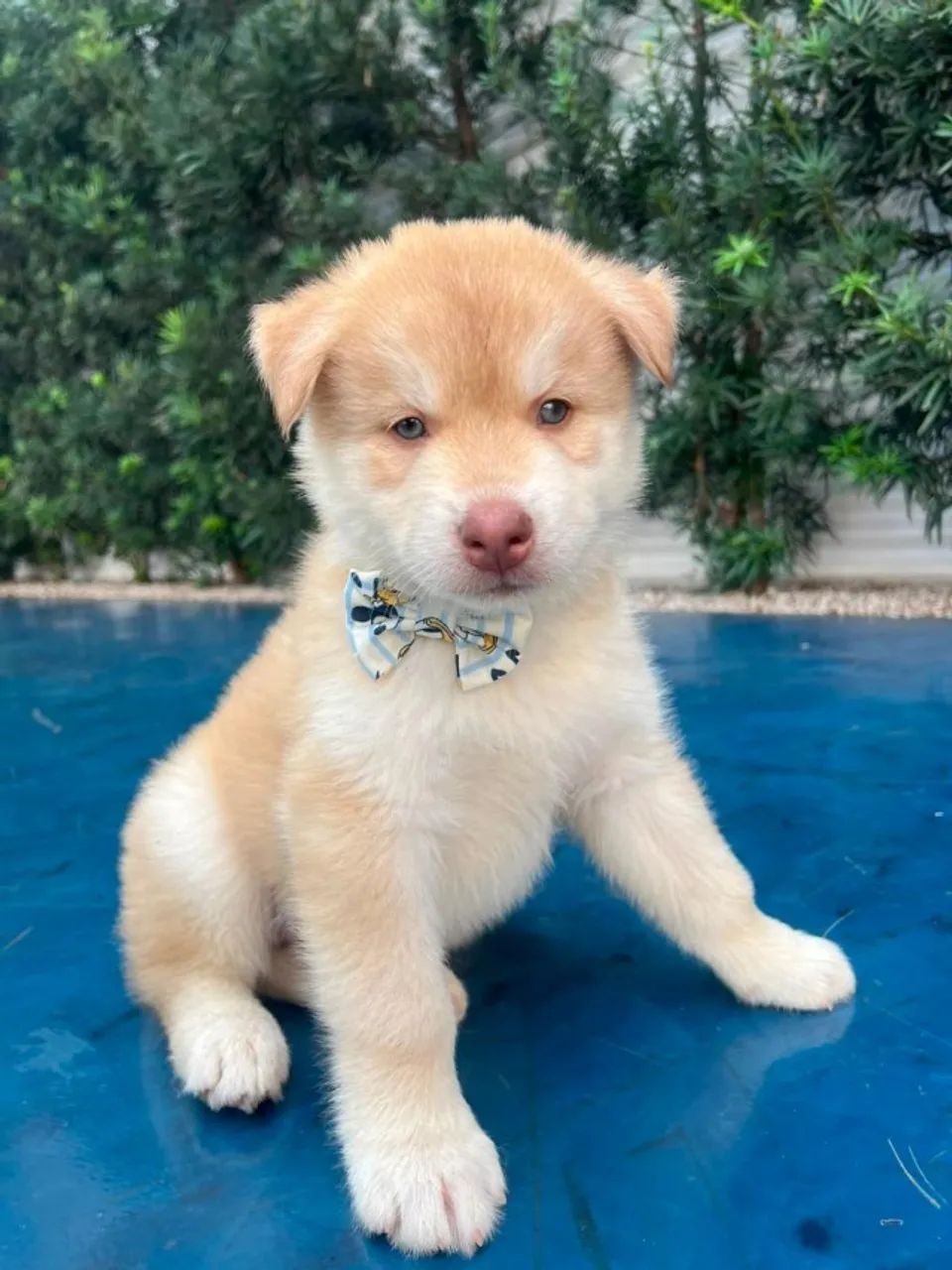 HUSKY SIBERIANO  - Foto 2