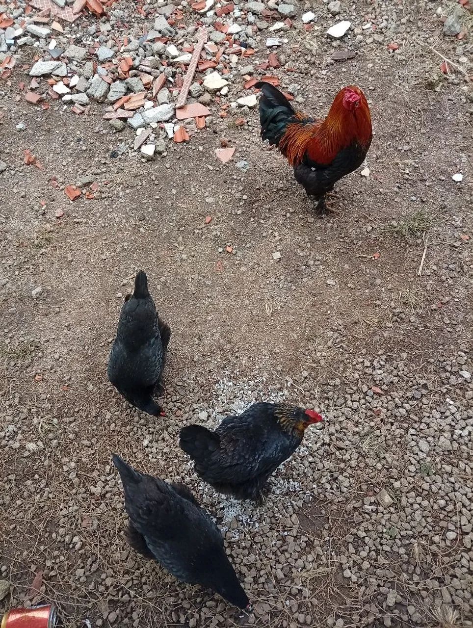 Galinhas Brahma 