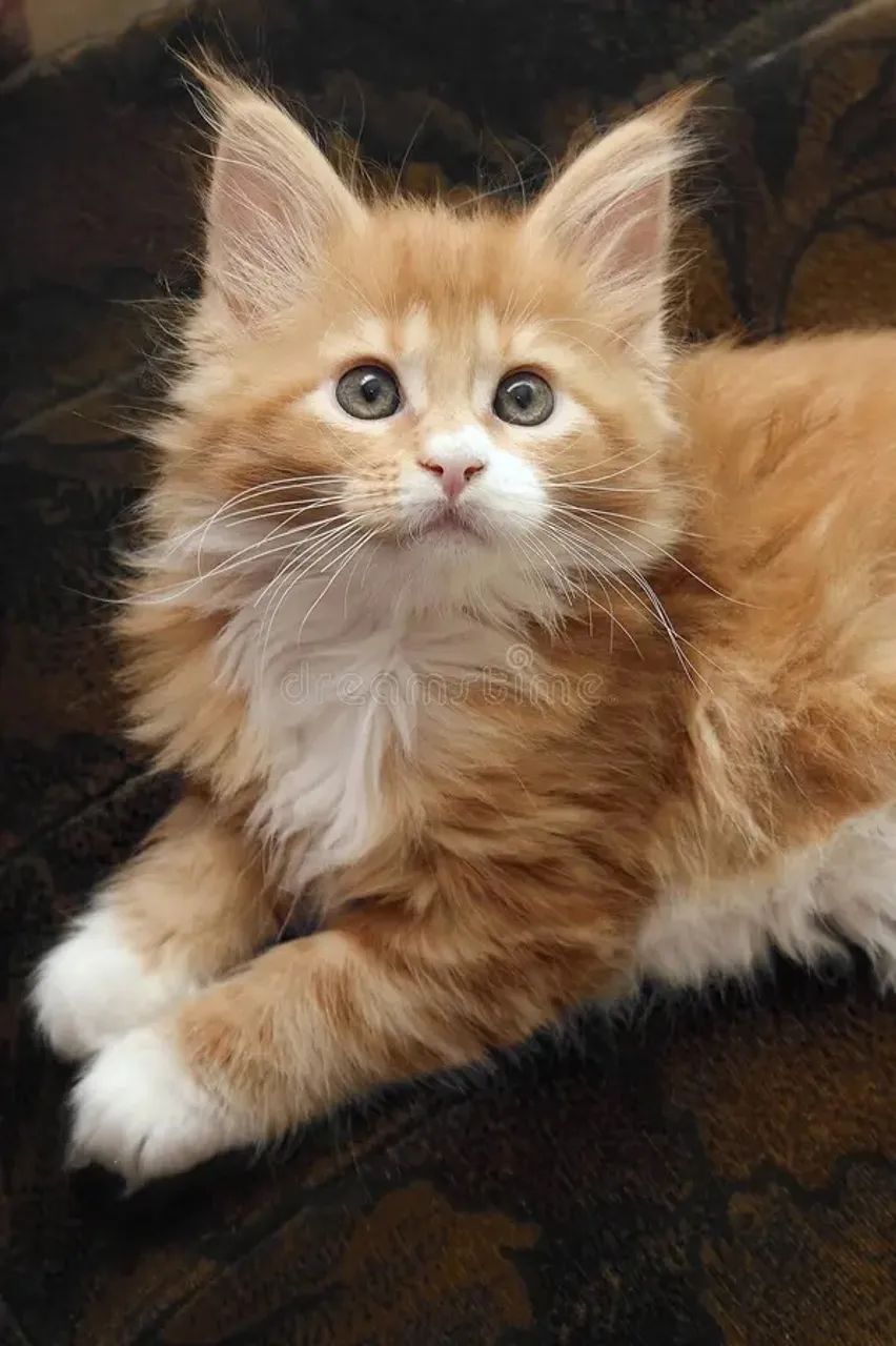 Maine coon  - Foto 2