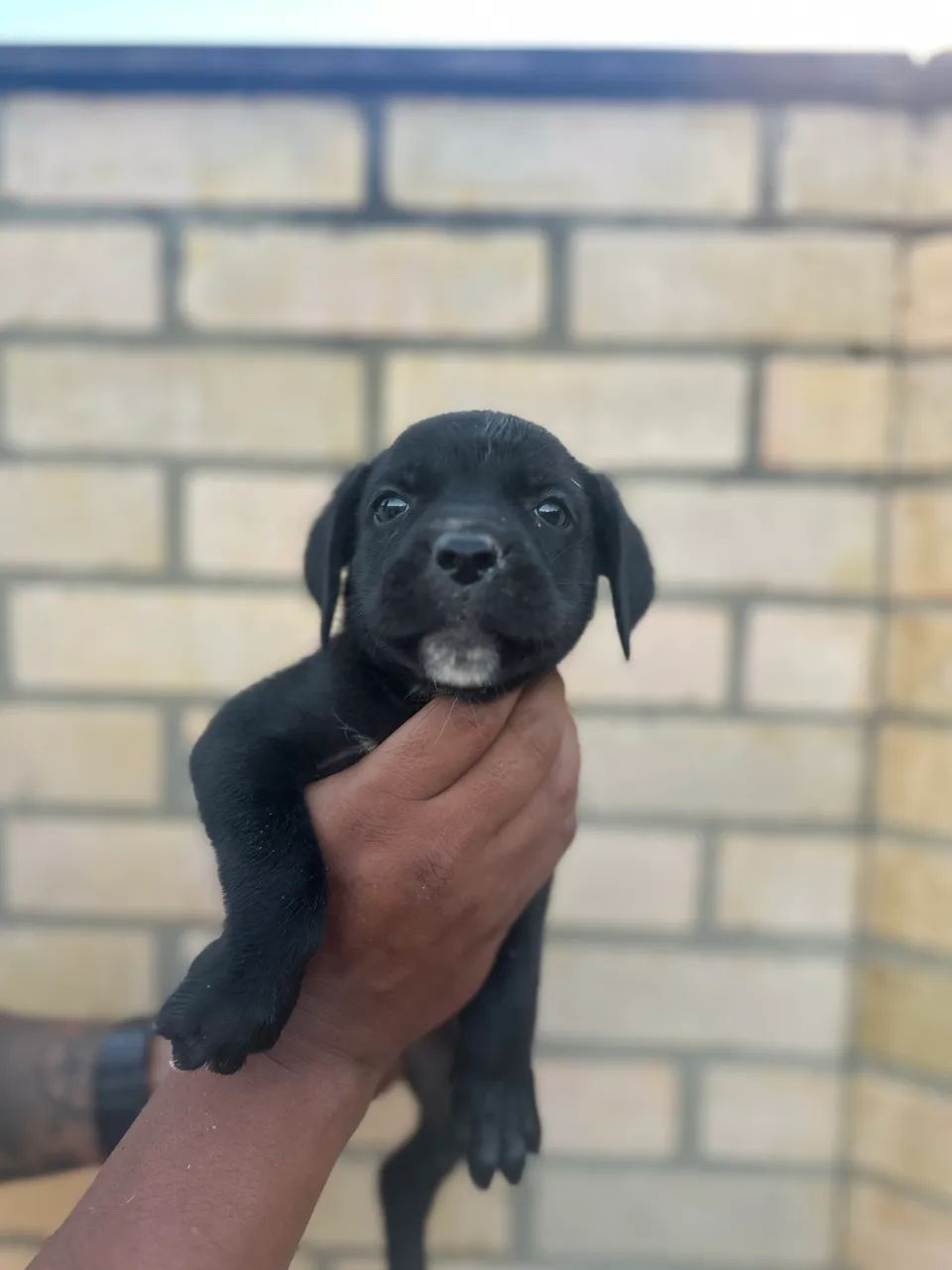 Filhotes de Cane Corso - Foto 5