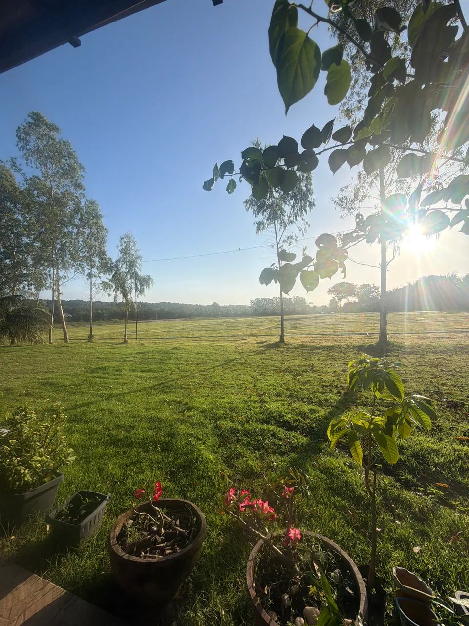 Venda de grama ESMERALDA