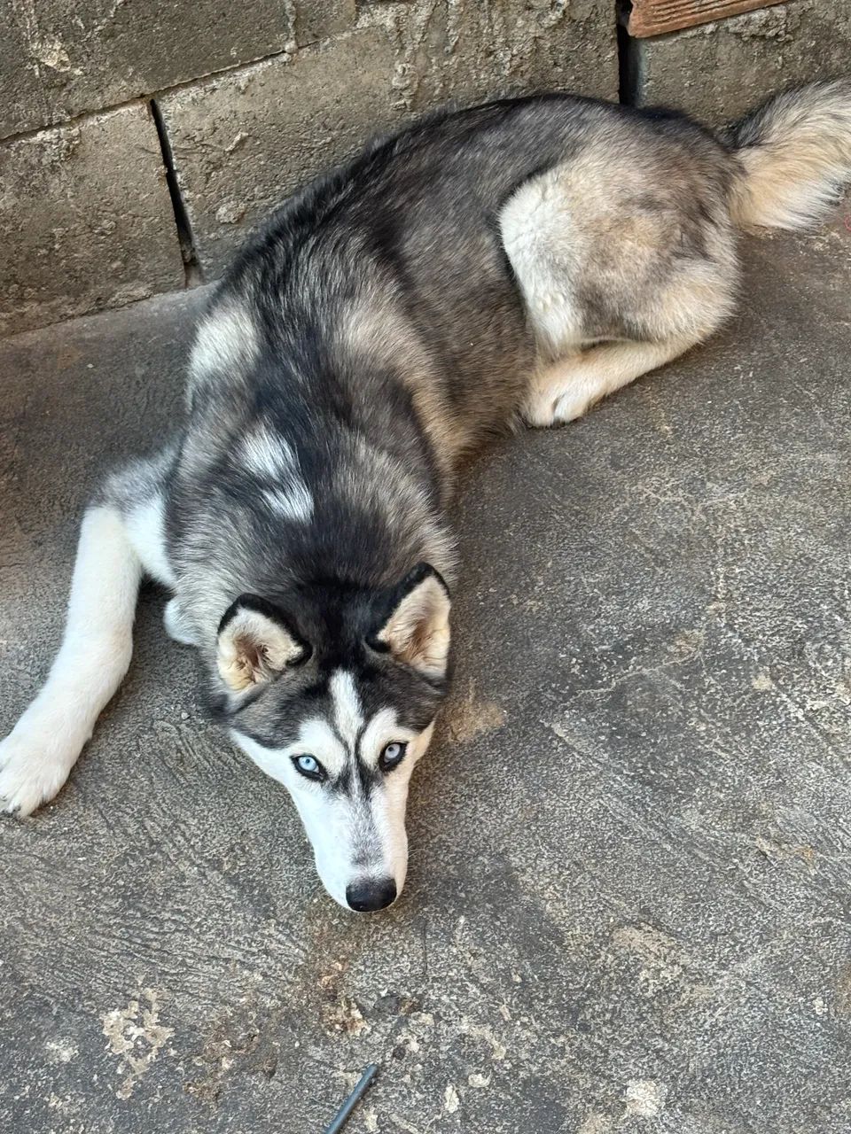 Husky siberiano  - Foto 3