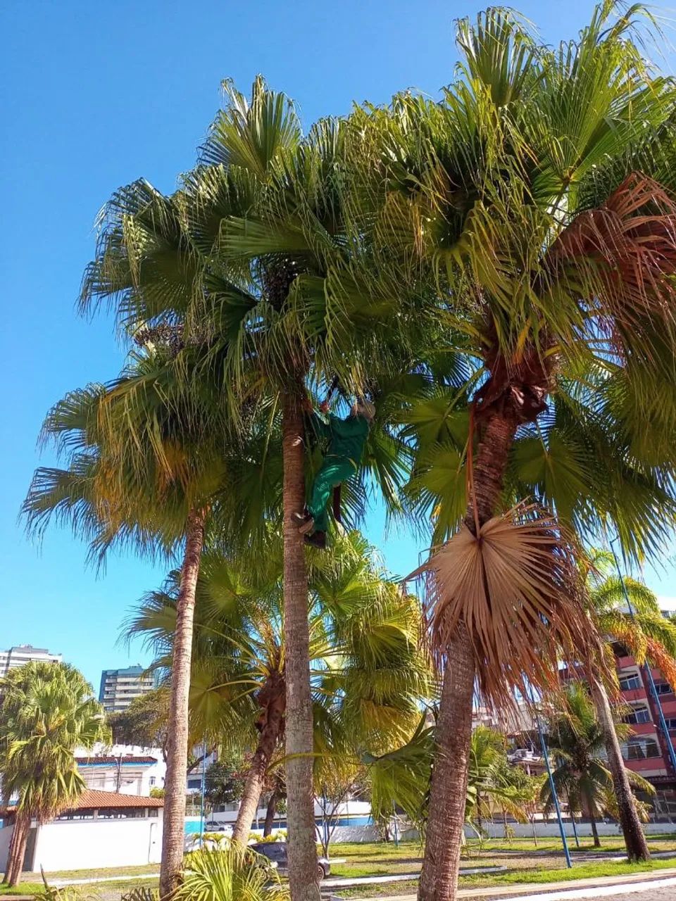 Serviço de poda e Jardinagem  - Foto 2