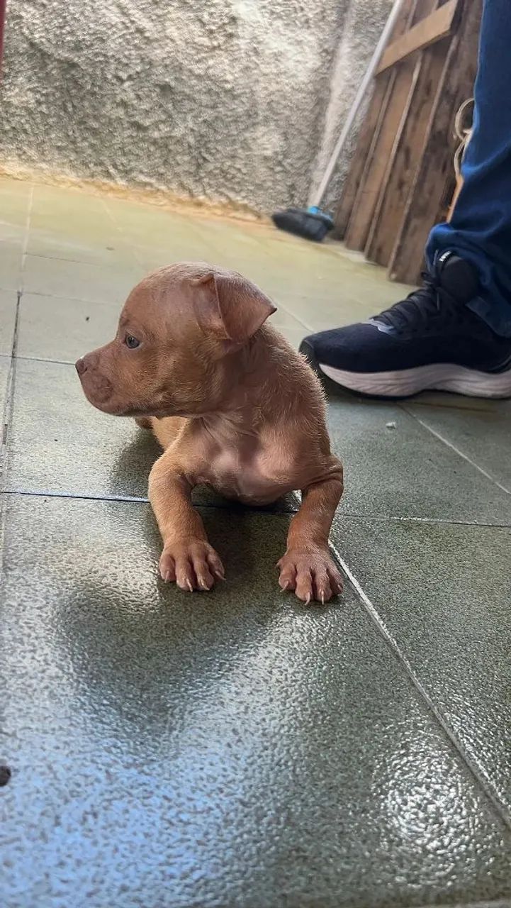 Filhote pitbull macho - Foto 2