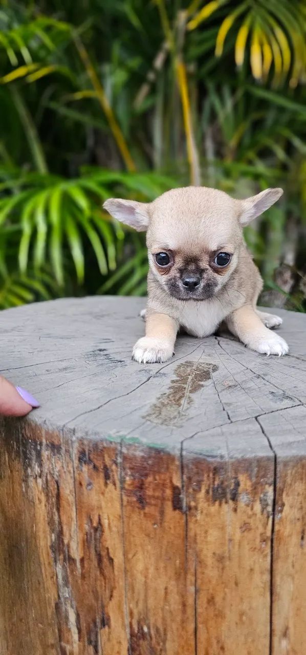 Chihuahua Belíssimo Macho - Foto 4