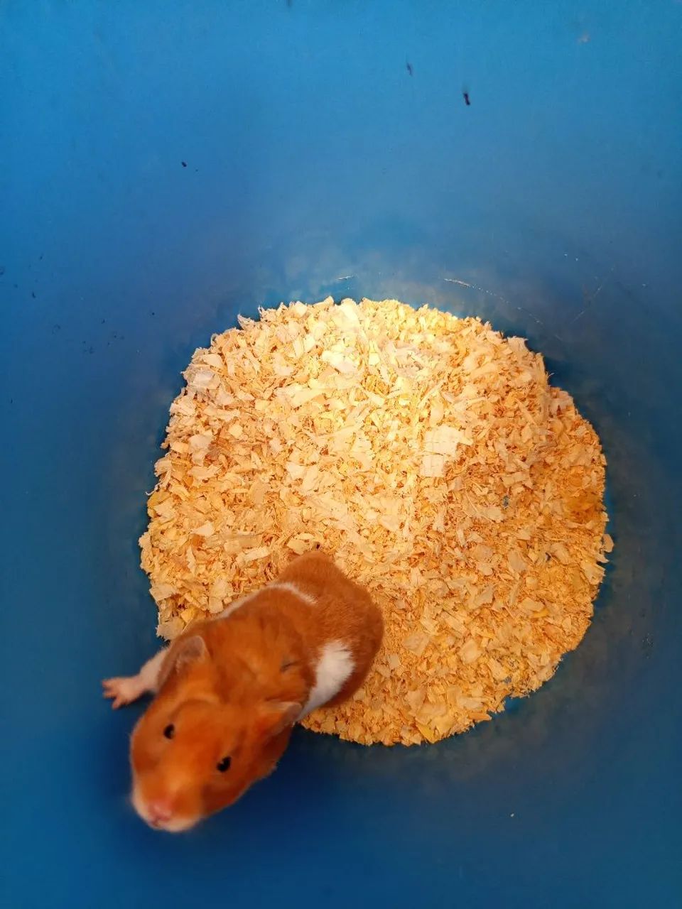 Hamster sírio 