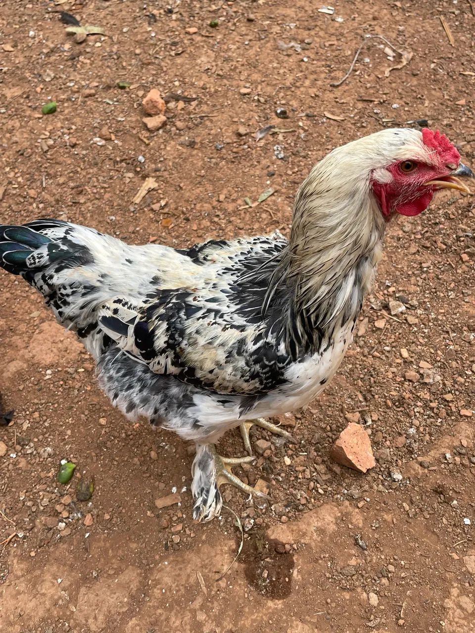 Frango Brahma - Foto 2