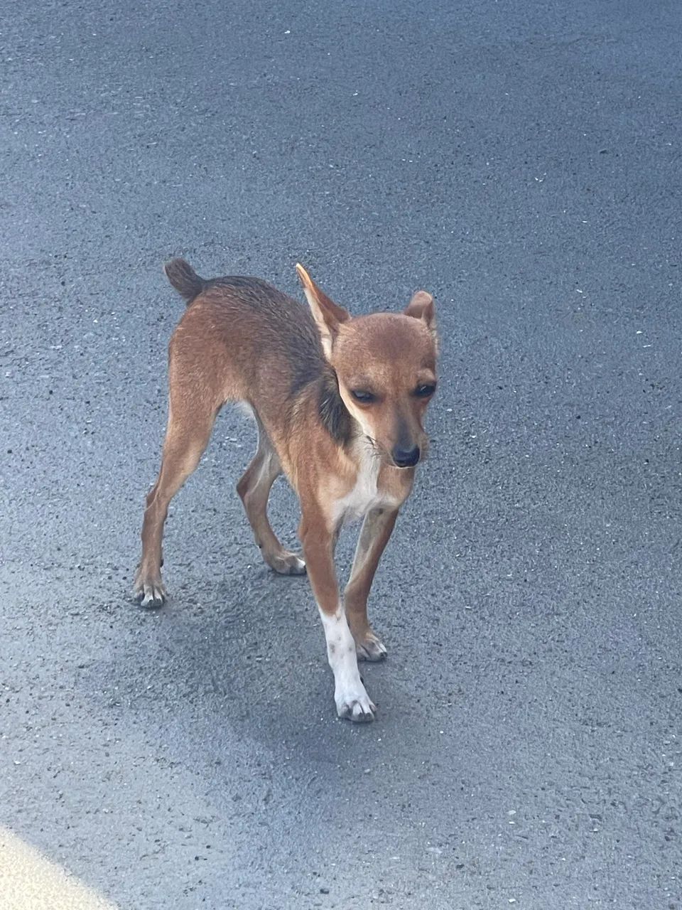 Pinscher - Foto 3