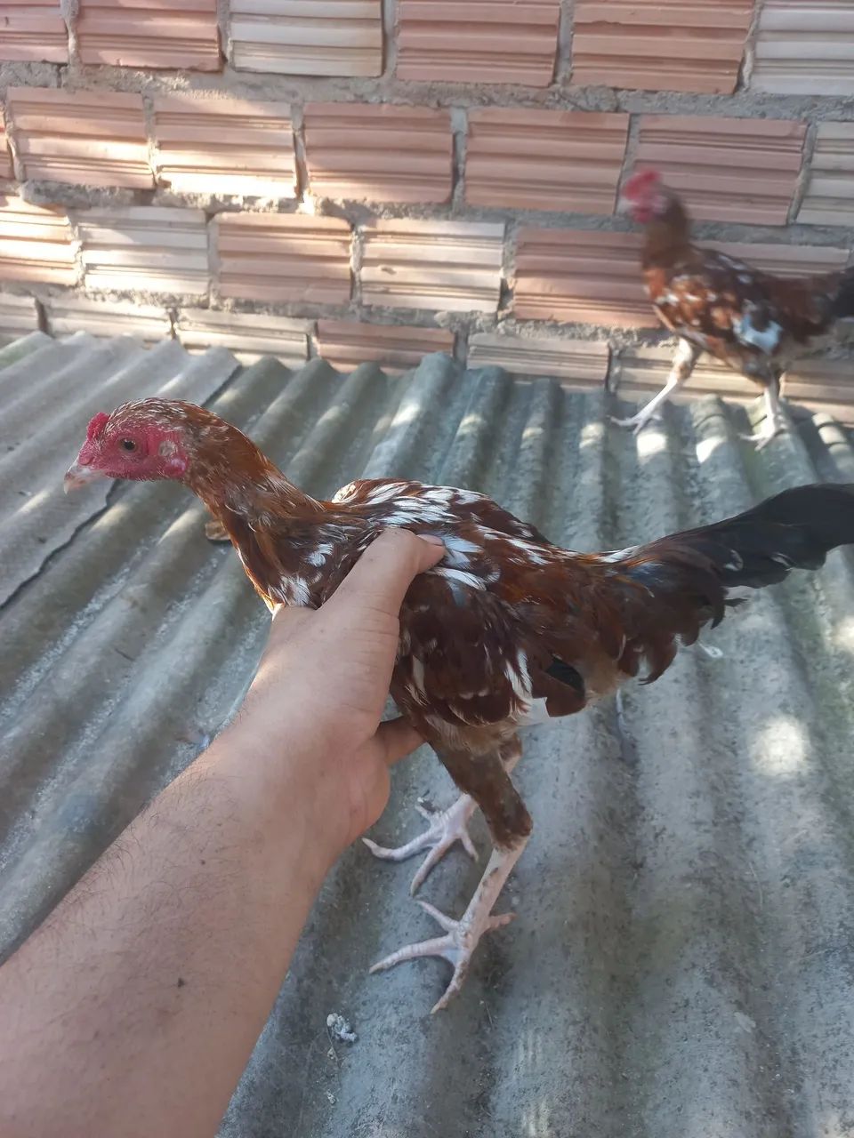 Frango garlinzer  - Foto 4