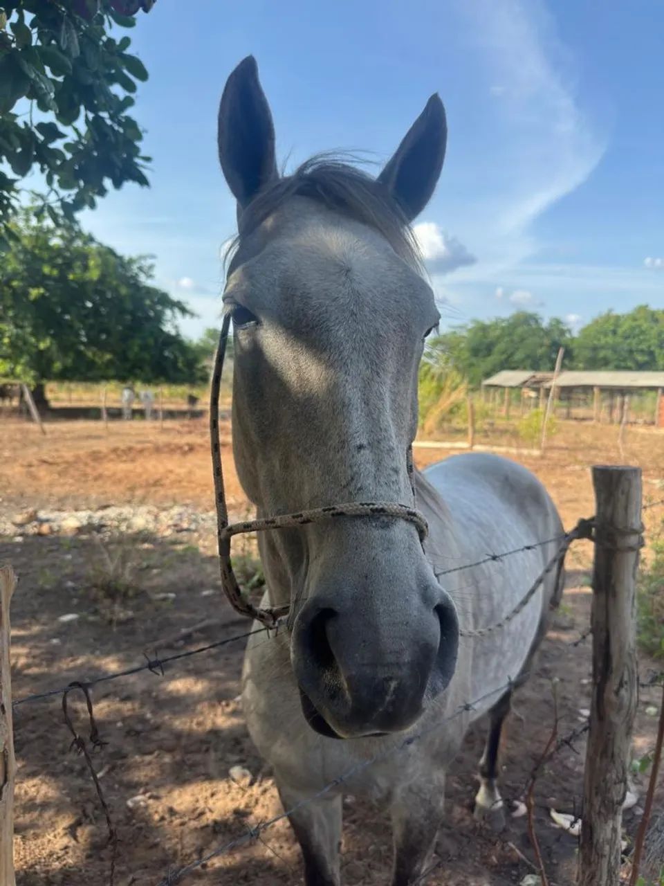 Cavalo pra Homem. Égua quarto de milha de 4/5 anos  - Foto 3