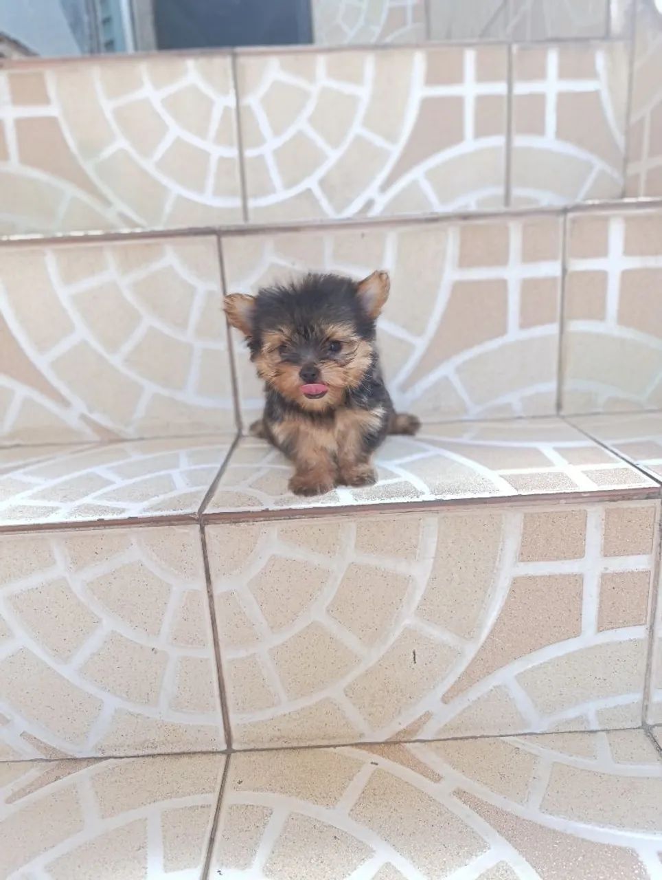 Filhote de cachorro yorkshire - Foto 2