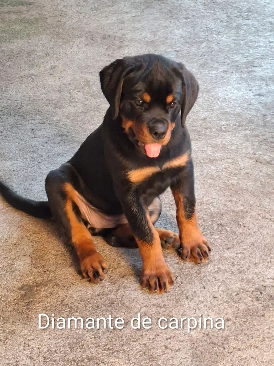 rottweiler  - Foto 4