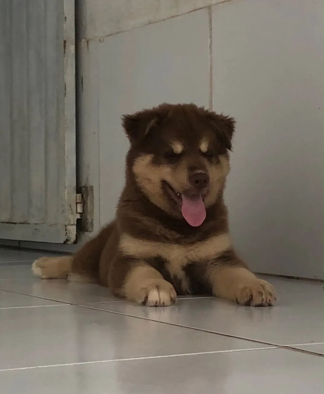 Husky siberiano  - Foto 2