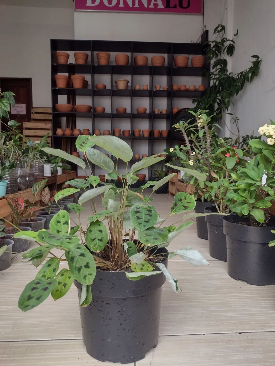 Plantas Naturais  - Foto 5