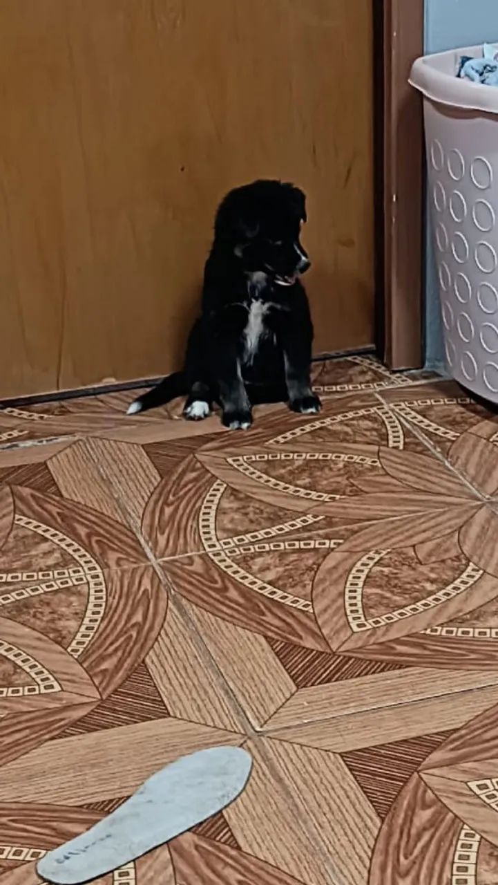 Vendo filhote 300,00 - Foto 4