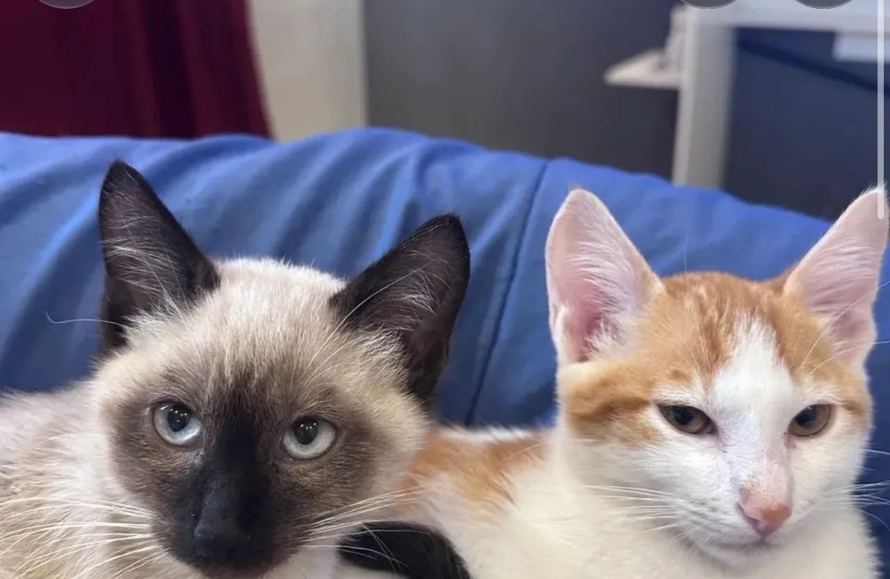 Gatos