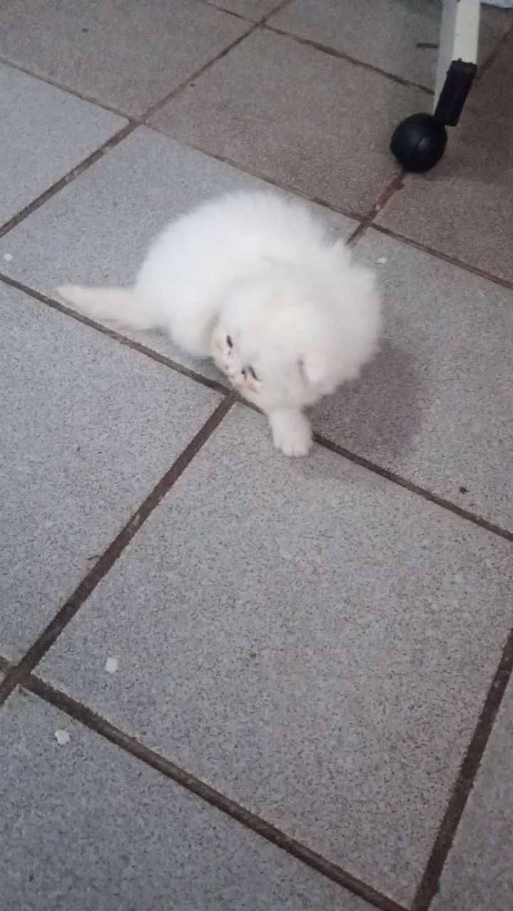 gato persa  - Foto 3