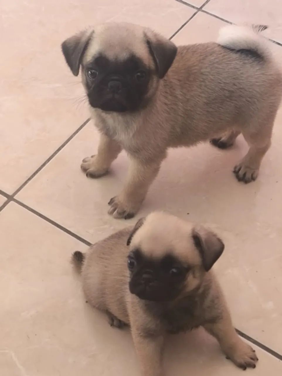 PUGS fêmeas  - Foto 4