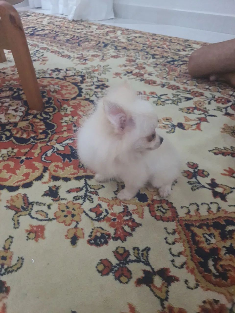 Spitz alemão  - Foto 3