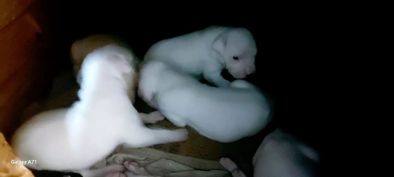 Dogo argentino top - Foto 4