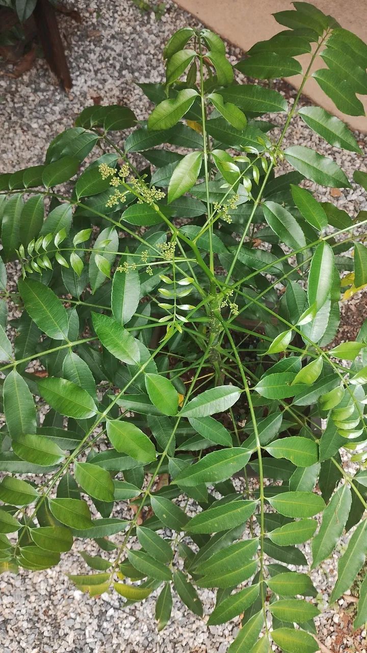 Frutíferas ( cajá anão)