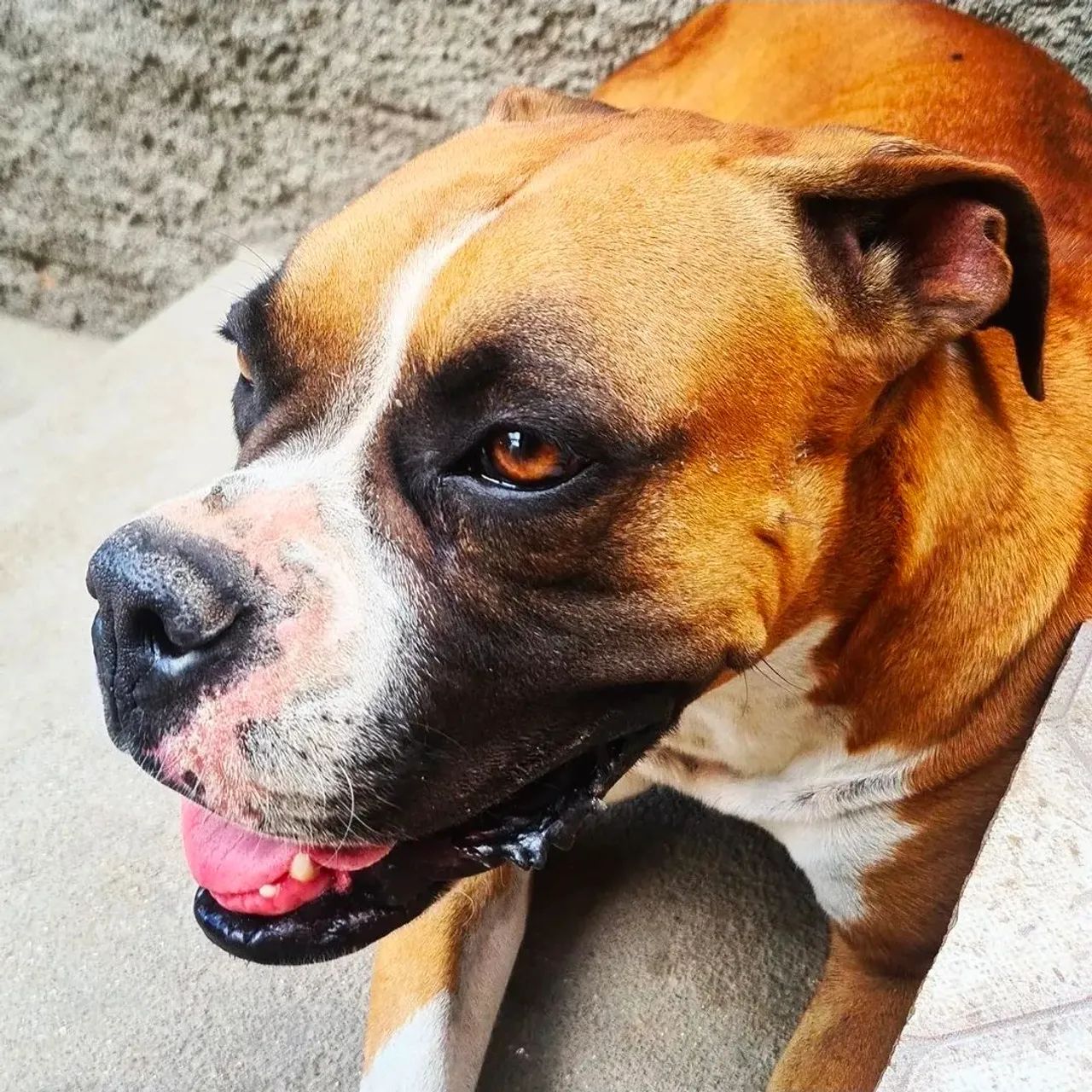 Cadela boxer para Adoção..