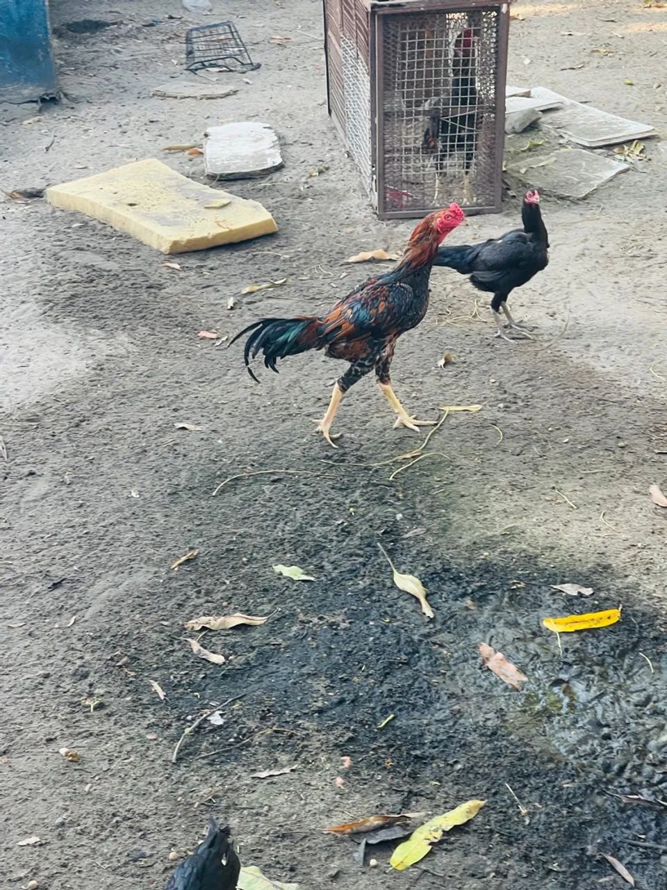 Vende-se frango 