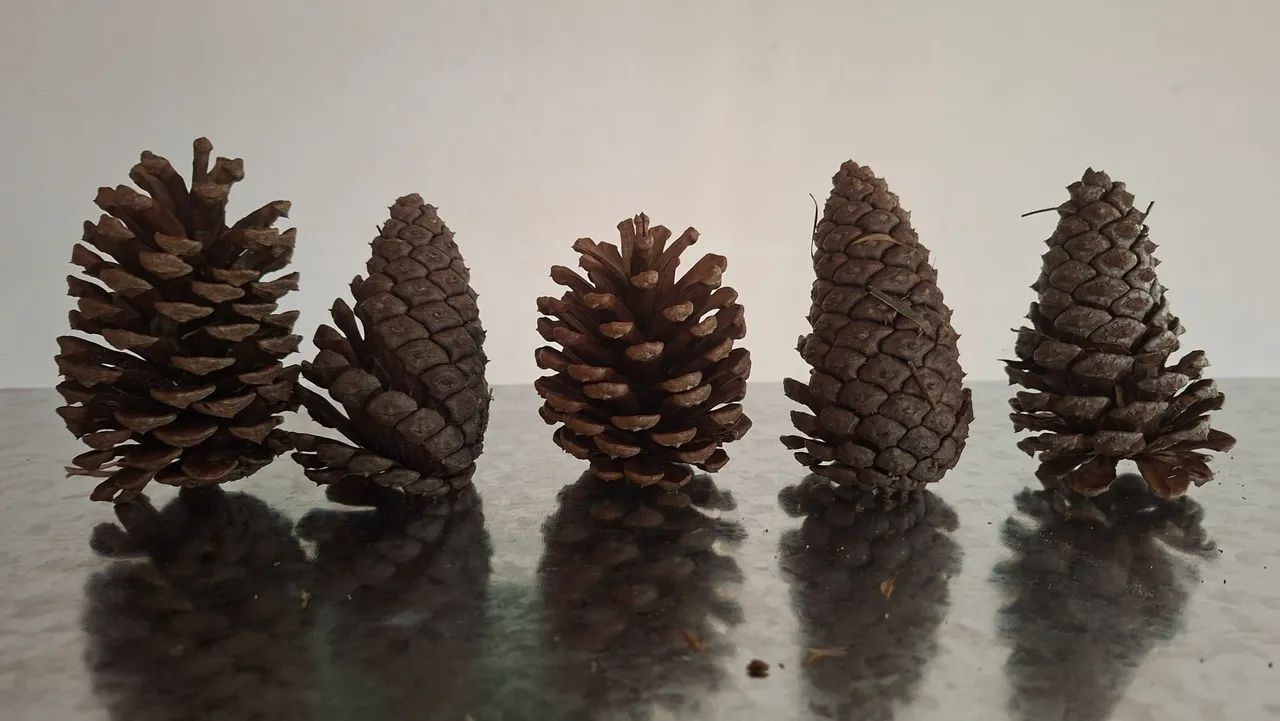 Pinhas 100% natural - Foto 2