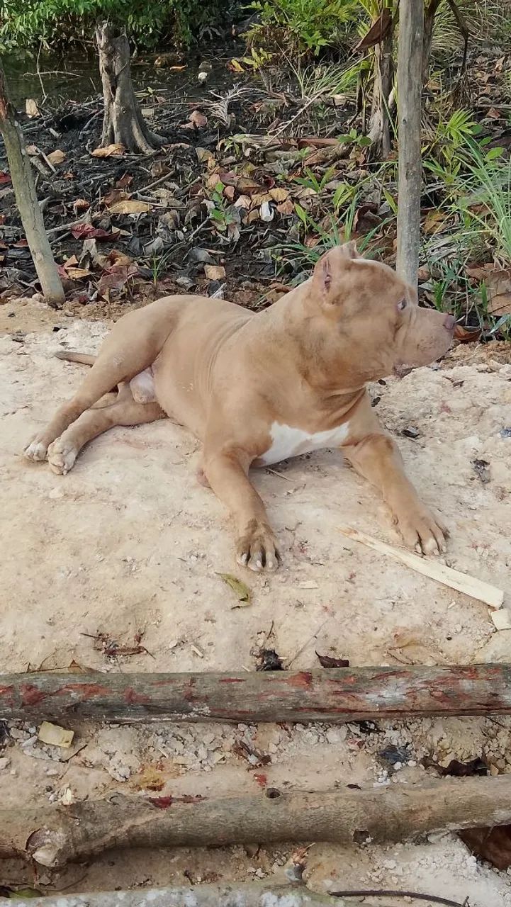 Monster merle" cruza " - Foto 2