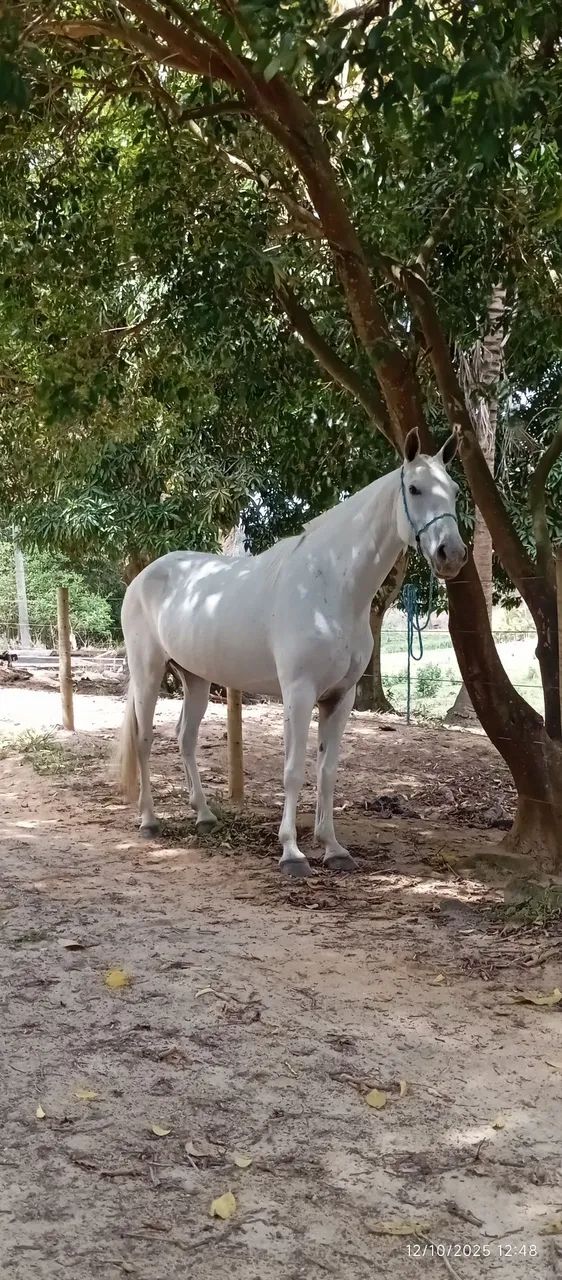 Égua 