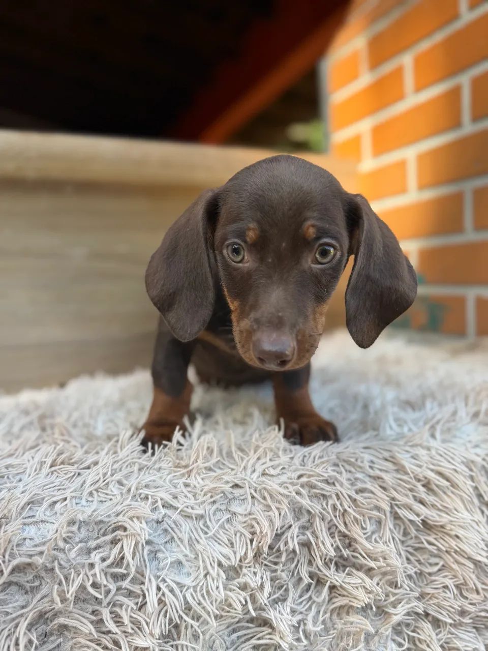 Dachshund macho chocolate  - Foto 5