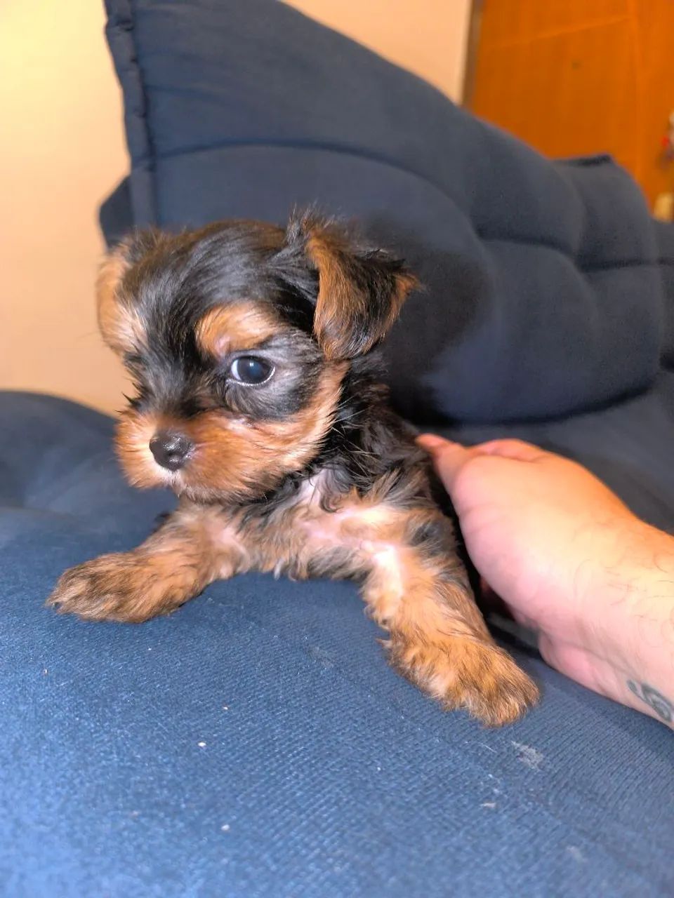 Yorkshire Shire Terrier bibelô  - Foto 2