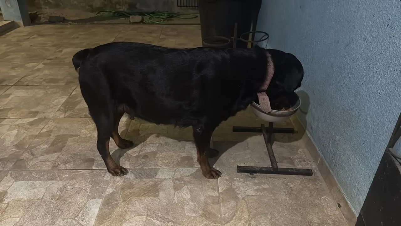 Cachorro rottweiler  - Foto 4