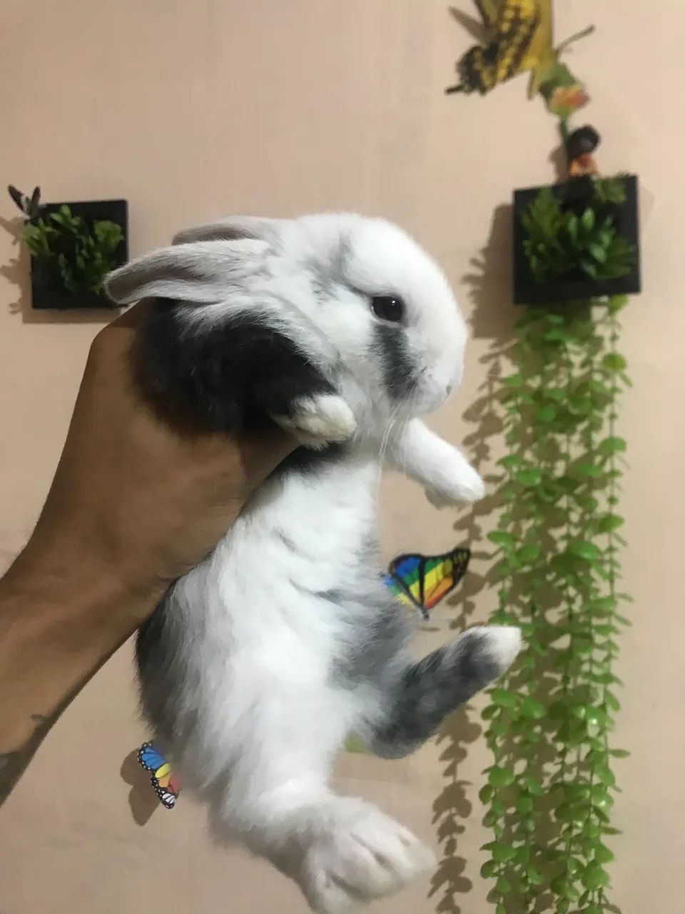 Coelho Mini lop uruguaio super dócil  - Foto 6