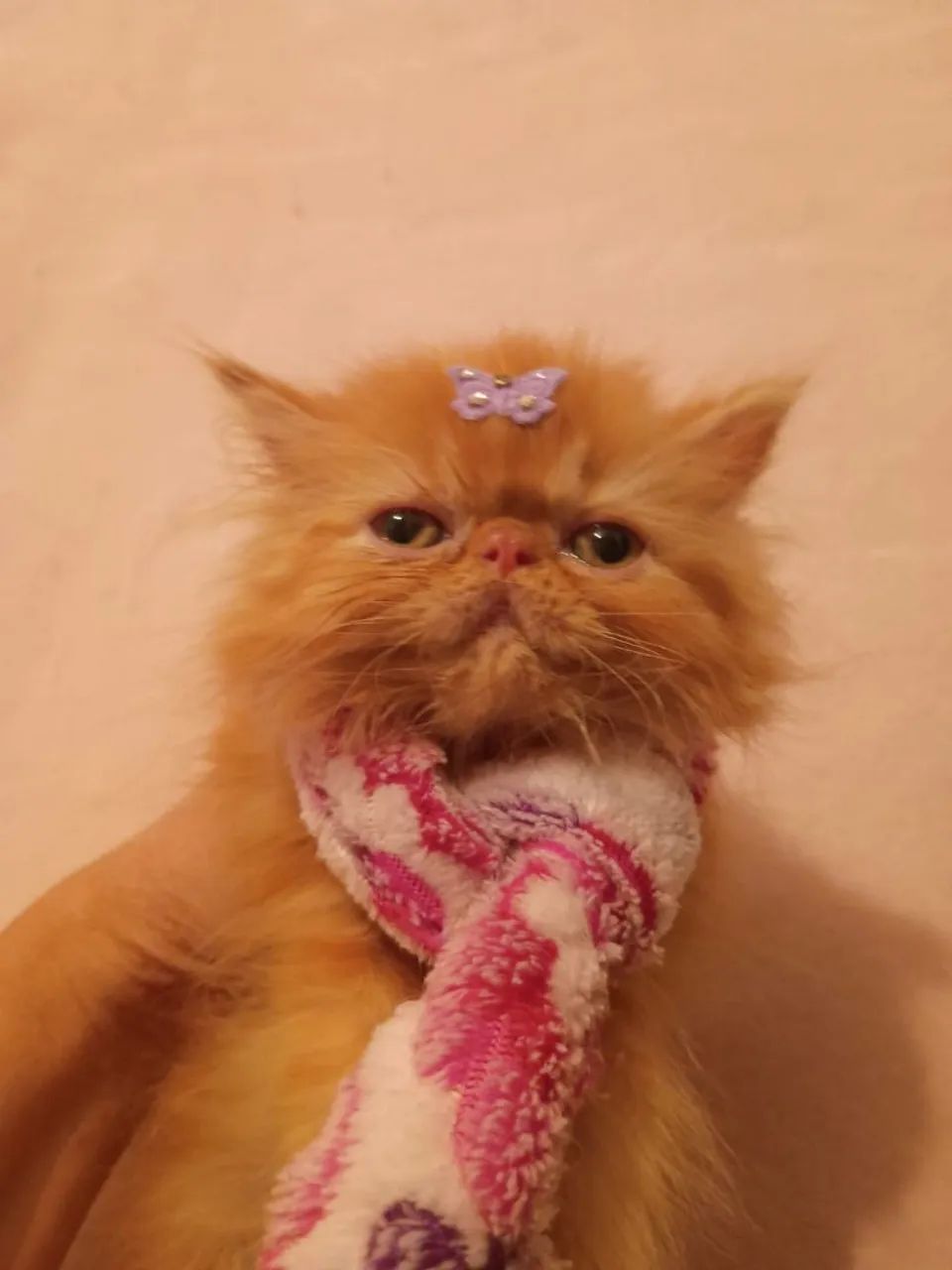 Gato persa top show - Foto 3