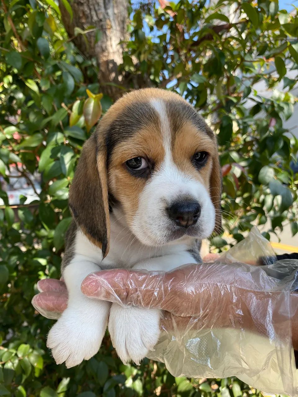 Lindos filhotes de Beagle  - Foto 2