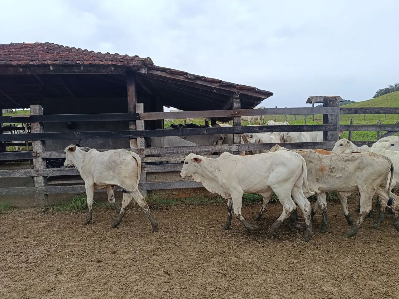 Bezerras Tabapuã  - Foto 3