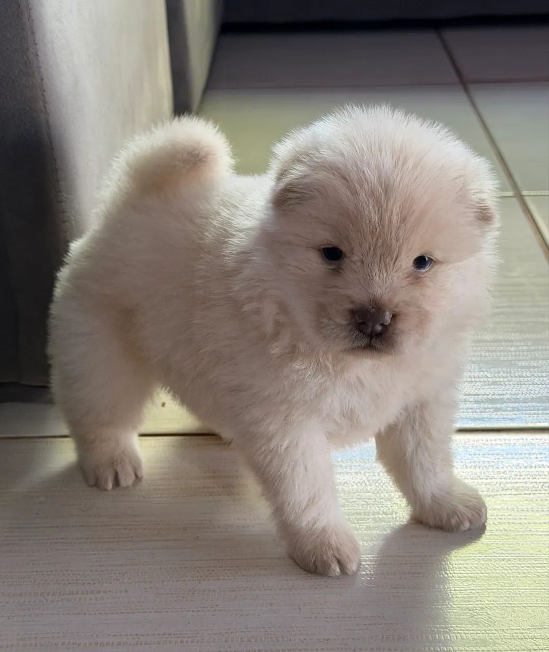 Filhotes de Chow Chow  - Foto 3