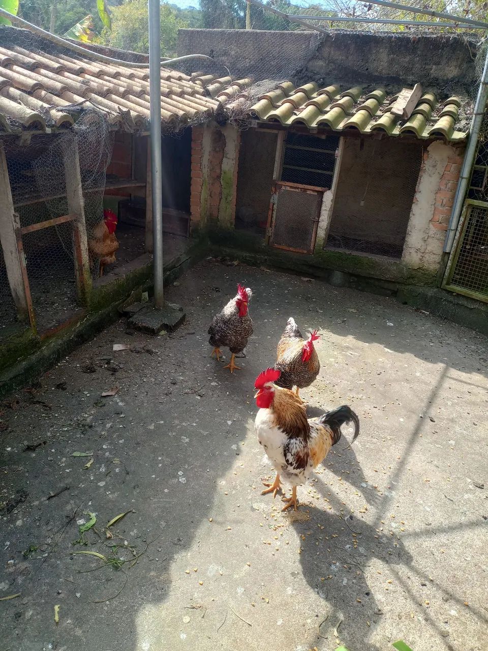 Galos  - Foto 5