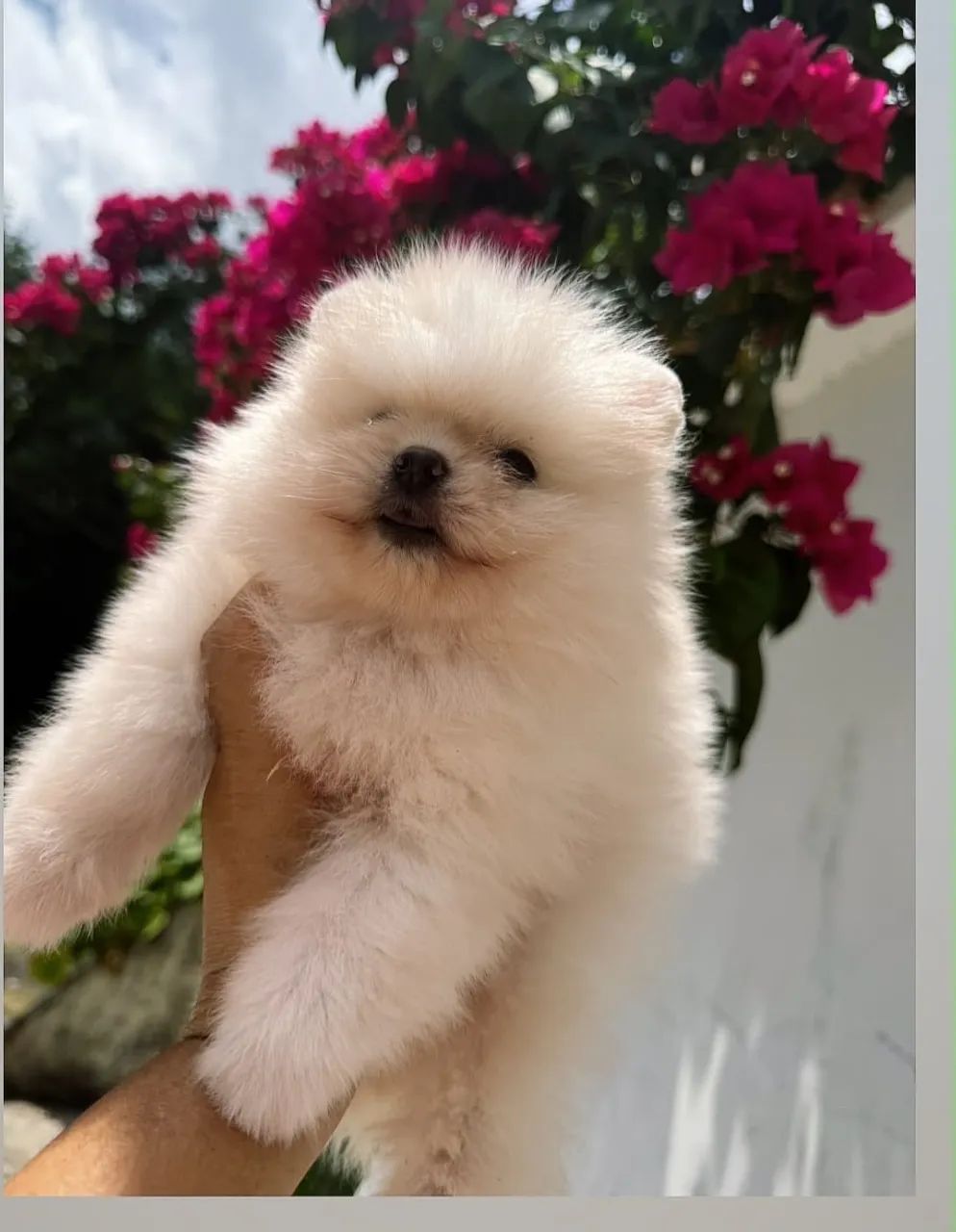 Spitz alemão anão  - Foto 2
