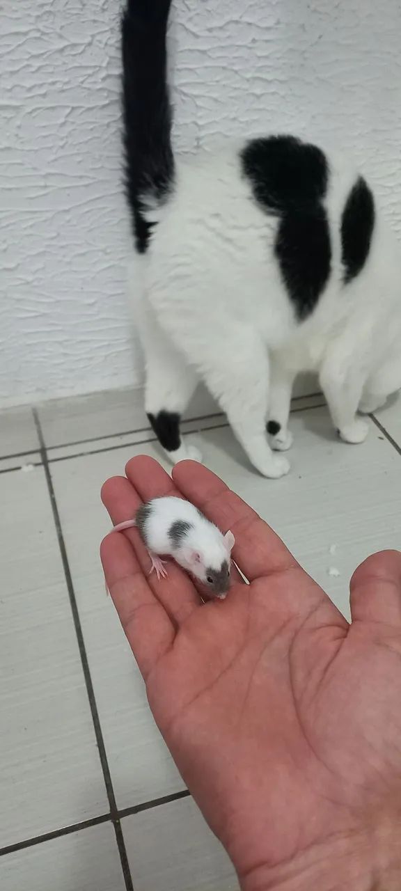 Vendo camundongo - Foto 2