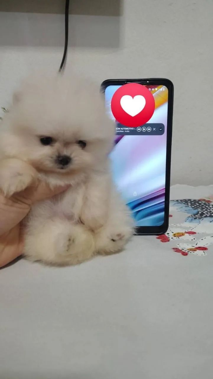 Minúsculos polarzinhos