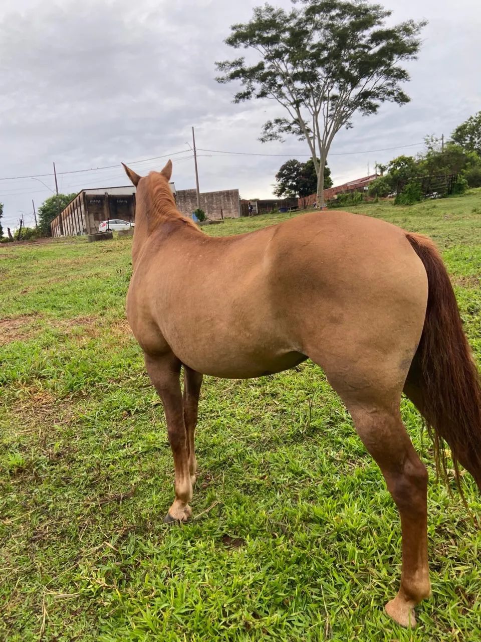 égua quarto de milha  - Foto 2