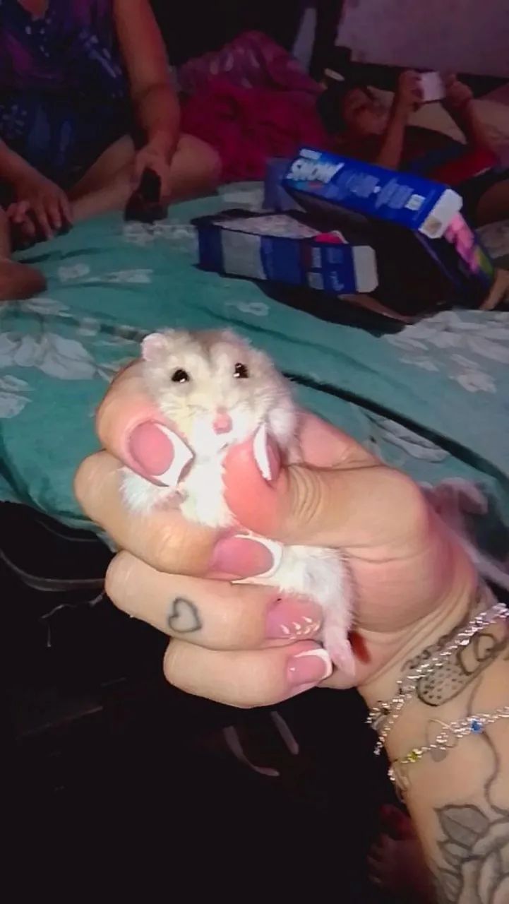 Hamster ? - Foto 2