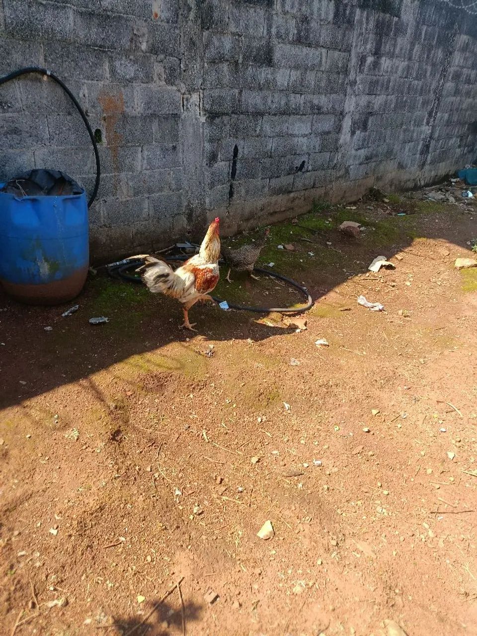 Galo índio 