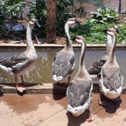 Fazendinha em familia - Foto 6