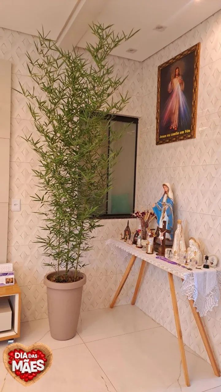 Bambú Mossô no vaso completo!! Mega promoção R$139,99 - Foto 4