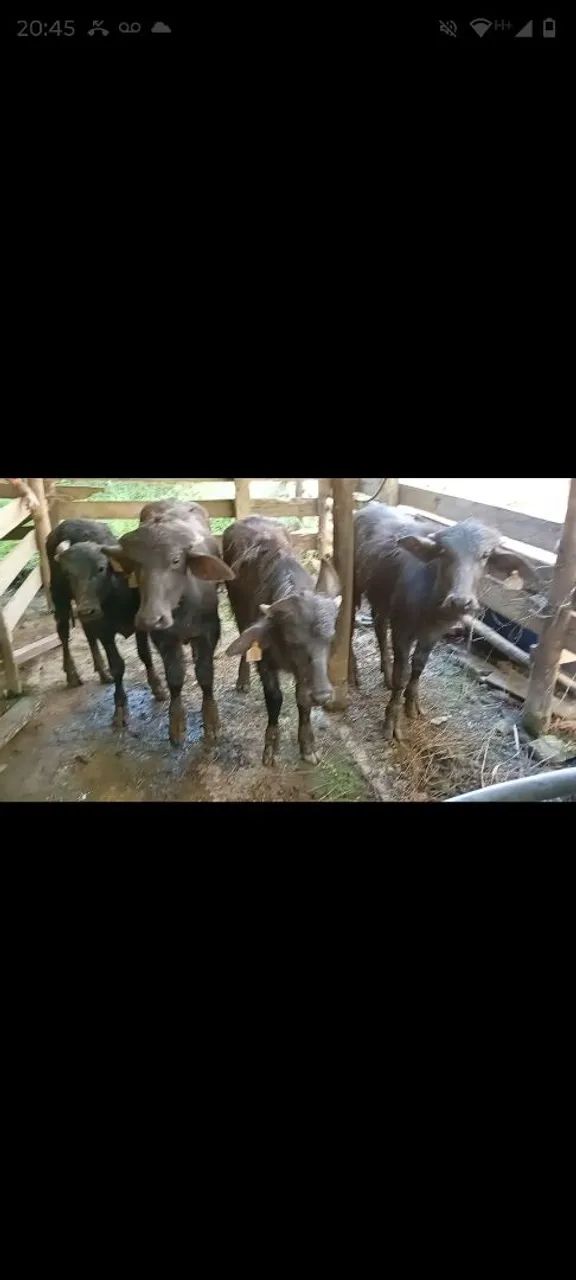 Búfalas e bezerro - Foto 3