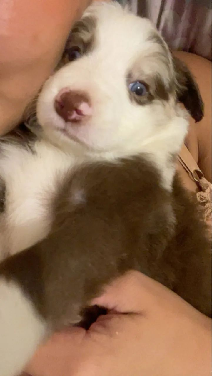 BORDER COLLIE RAÇA PURA  - Foto 5