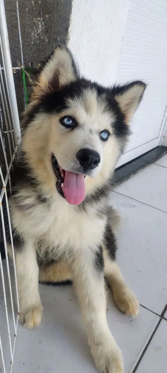 Husky fêmea wolly vacinada<br>Vmcinada <br>Vermifugada <br>Muito linda <br>Faço entrega <br>Aceito ca